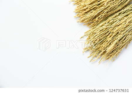 Rice panicle of rice 124737631