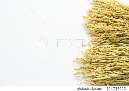 Rice panicle of rice 124737632