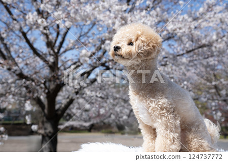 Sakura and laughing Maltipoo Shishimaru Sakura and laughing Maltipoo Shishimaru 124737772