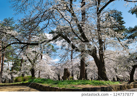 Saitama Prefecture, Saitama City, Omiya Park, Cherry blossoms in full bloom Saitama Prefecture, Saitama City, Omiya Park, Cherry blossoms in full bloom 124737877