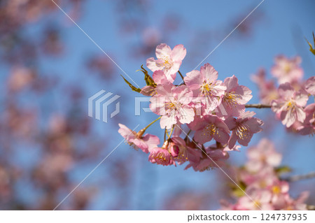 Kawazu cherry tree 124737935