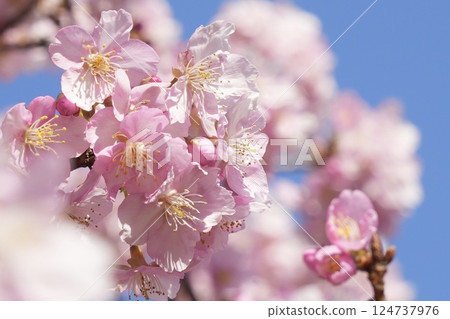 Soft pink Kawazu cherry blossoms against the blue sky - blurred background Soft pink Kawazu cherry blossoms against the blue sky - blurred background 124737976