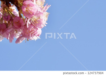 在藍天的襯托下,美麗的粉紅河津櫻花格外引人注目 在藍天的襯托下,美麗的粉紅河津櫻花格外引人注目 124737984