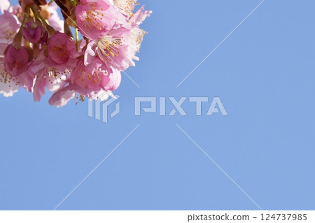 可愛的粉紅色河津櫻花在藍天映襯下閃閃發光——春天來了 124737985
