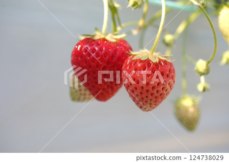 Strawberries at a strawberry farm, ripe to eat Strawberries at a strawberry farm, ripe to eat 124738029