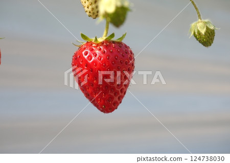 Strawberries that are ready to eat Strawberries that are ready to eat 124738030
