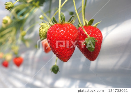 Strawberries that are ready to eat 124738031