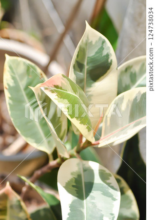 Decora Tree, Indian Rubber Tree or Rubber Plant or Variegated Indian Rubber or Ficus elastica or Assam Rubber 124738034