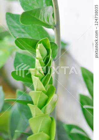 Zamioculcas zamifolia , Zanzibar Gem or ARACEAE 124738035