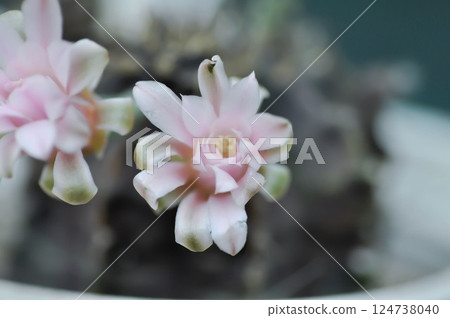Gymnocalycium ,Gymnocalycium mihanovichii or gymnocalycium mihanovichii variegated with flower or cactus flower 124738040