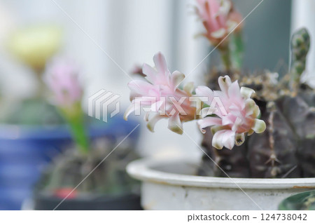 Gymnocalycium ,Gymnocalycium mihanovichii or gymnocalycium mihanovichii variegated with flower or cactus flower 124738042
