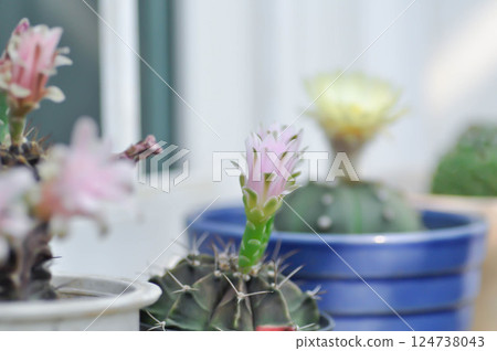 Gymnocalycium ,Gymnocalycium mihanovichii or gymnocalycium mihanovichii variegated with flower or cactus flower 124738043