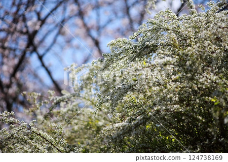 Willow flower 124738169