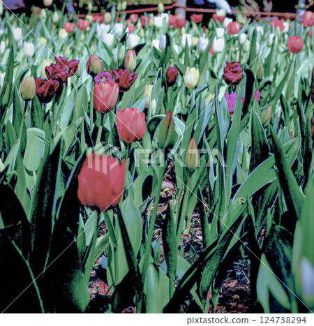 紅色鬱金香在樹蔭下綻放 124738294