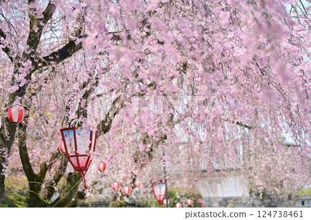 Spring Nagoya Castle Spring Nagoya Castle 124738461