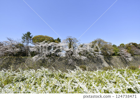 春天名古屋城堡 春天名古屋城堡 124738471