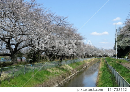 日本埼玉縣的櫻花 日本埼玉縣的櫻花 124738532
