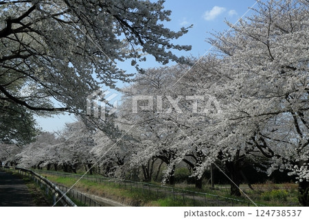 日本埼玉縣的櫻花 日本埼玉縣的櫻花 124738537