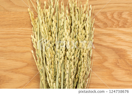 Rice panicle of rice 124738676