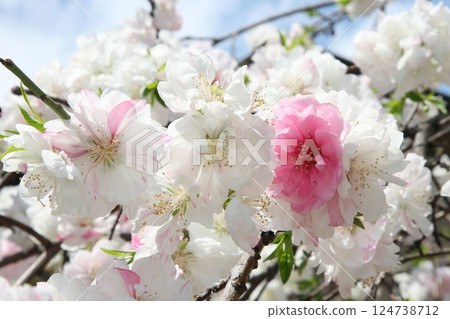 神戶王子神社的紅白櫻花 神戶王子神社的紅白櫻花 124738712