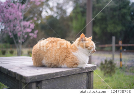 Stray cats living along the Kominato Railway line 124738798