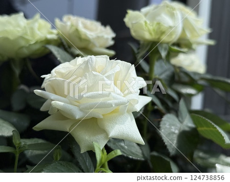 White beautiful rose White beautiful rose 124738856