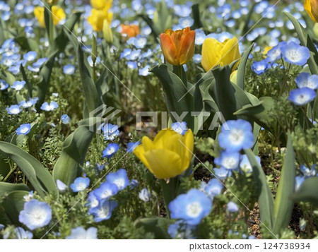 Tulip and Nemophila Tulip and Nemophila 124738934