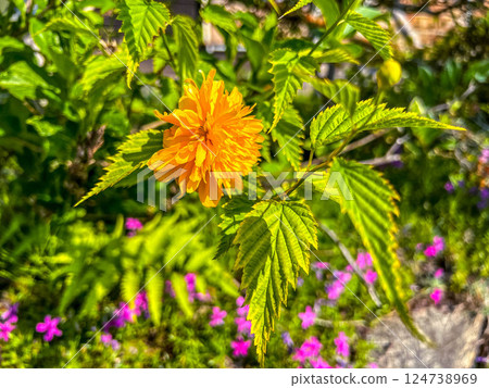 Spring colors: Yamabuki flowers 124738969