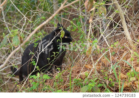 A black cat appears from the woods 124739183