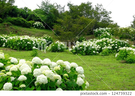 新綠中盛開的繡球花 [相模原市津久井，6 月] 124739322