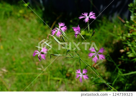 河岸上盛開的田石竹 [相模原市津久井 7月] 124739323