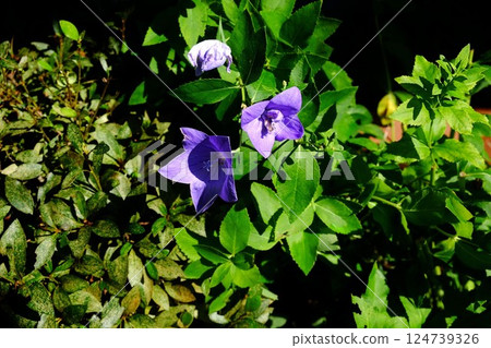 Bellflowers bloom [Tsukui, Sagamihara City, July] 124739326
