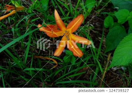 草叢中盛開的萱草 [相模原市津久井 7月] 124739327