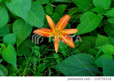 萱草盛開的草地 [相模原市津久井 7月] 124739328