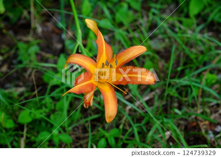 草叢中盛開的萱草 [相模原市津久井 7月] 124739329