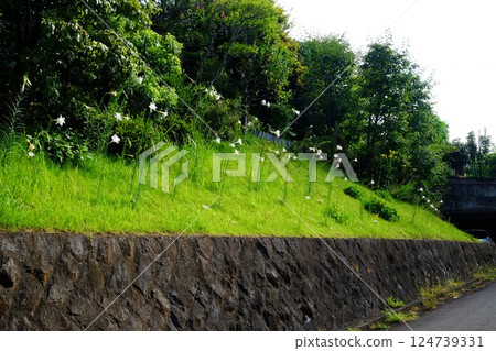 河岸上盛開的喇叭百合 [相模原市津久井 7月] 124739331