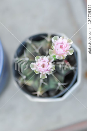 Gymnocalycium ,Gymnocalycium mihanovichii or gymnocalycium mihanovichii variegated with flower or cactus flower Gymnocalycium ,Gymnocalycium mihanovichii or gymnocalycium mihanovichii variegated with flower or cactus flower 124739333