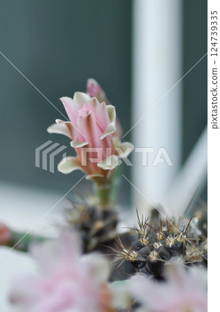 Gymnocalycium ,Gymnocalycium mihanovichii or gymnocalycium mihanovichii variegated with flower or cactus flower 124739335