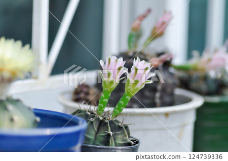 Gymnocalycium ,Gymnocalycium mihanovichii or gymnocalycium mihanovichii variegated with flower or cactus flower Gymnocalycium ,Gymnocalycium mihanovichii or gymnocalycium mihanovichii variegated with flower or cactus flower 124739336