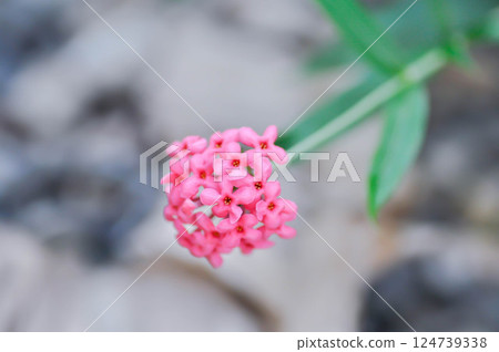 Panama Rose ,Arachnothryx leucophylla or flower 124739338