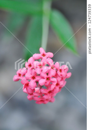 Panama Rose ,Arachnothryx leucophylla or flower 124739339