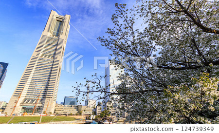 Cherry blossoms in bloom, Minato Mirai as seen from the canal 124739349