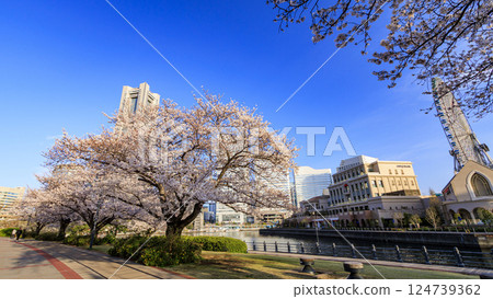 Cherry blossoms in bloom, Minato Mirai as seen from the canal Cherry blossoms in bloom, Minato Mirai as seen from the canal 124739362