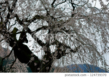 Chubu cherry blossoms of the Chuetsu family Chubu cherry blossoms of the Chuetsu family 124739370