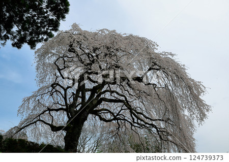 Chubu cherry blossoms of the Chuetsu family Chubu cherry blossoms of the Chuetsu family 124739373