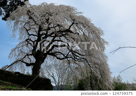 Chuetsu家族的中部櫻花 124739375