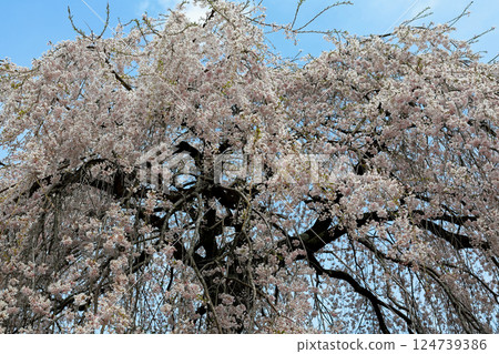 Chuetsu家族的中部櫻花 124739386