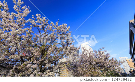 Cherry blossoms in bloom, Minato Mirai as seen from the canal 124739452