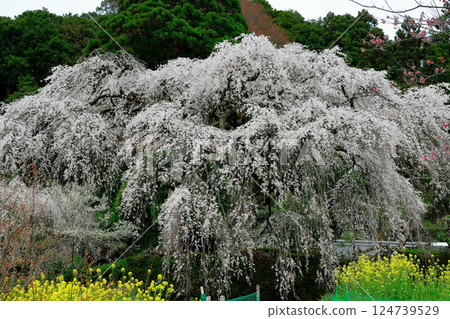 Chubu cherry blossoms of the Chuetsu family 124739529