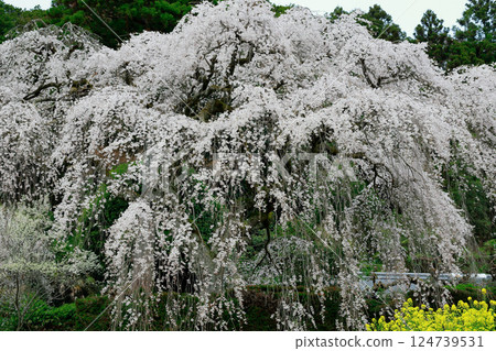 Chuetsu家族的中部櫻花 124739531